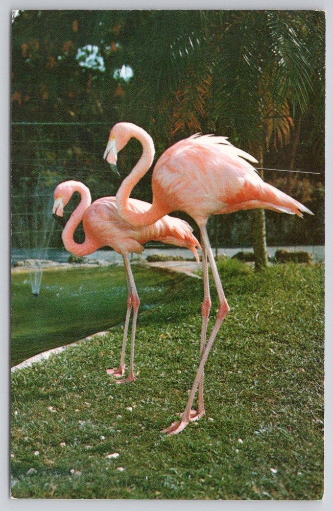 Vintage Flamingos Parrot Jungle Miami Florida Postcard H. W. Hannau Color Photo