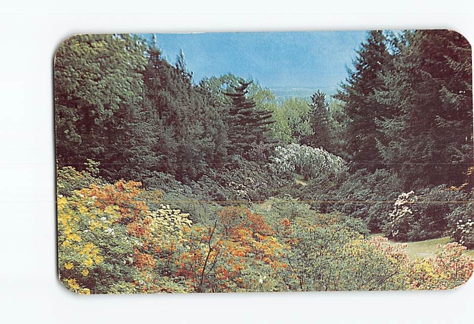 Postcard Azaleas & Rhododendrons Highland Park Rochester New York USA