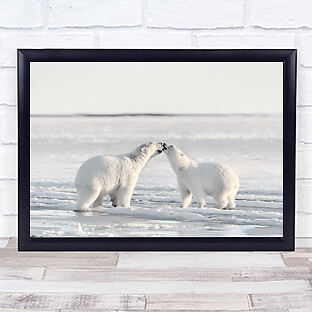 Morning celebration Polar bears Animal White Arctic Alaska Wild Wall Art Print