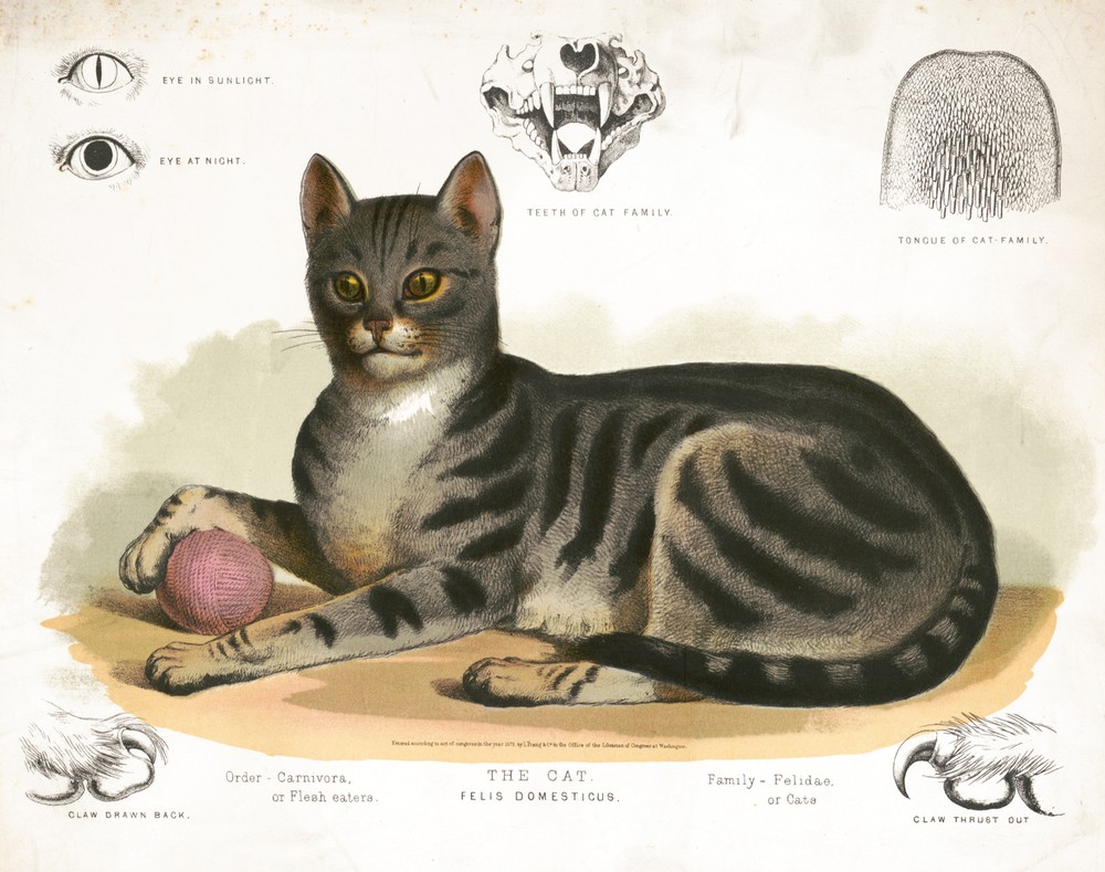 9478.Decoration Poster.Room Wall art.Home decor.Cat pet lover Felis Domesticus