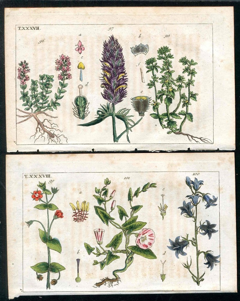 1799 Gottlieb Tobias Wilhelm Antique Morning Glory, Bluebell 2 Prints