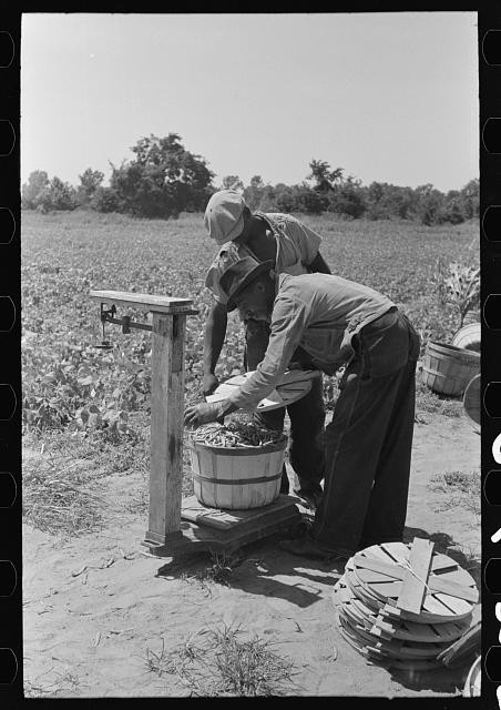 String Bean Workers,Muskogee County,Oklahoma,OK,Farm Security Admin,FSA,1939