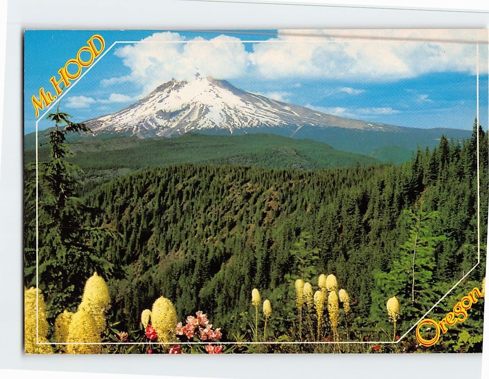 Postcard Mt. Hood with bear grass and rhododendron in bloom Oregon USA