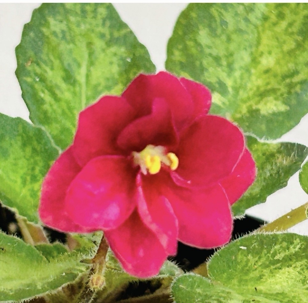 African Violet plant. Mac's Just Jeff. Mosaic Variegation. Miniature.