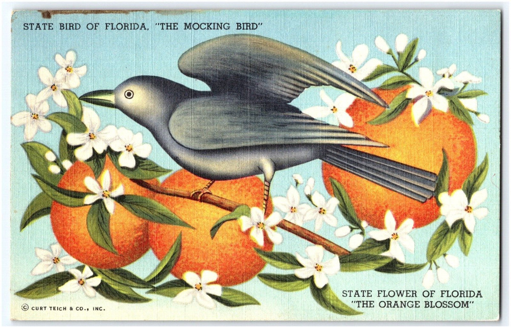 Mocking Bird Orange Blossom State Bird And Flower Of Florida Linen Postcard