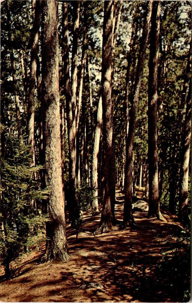 Red Pine, Minnesota, Darlene Ratka, North Broadway, Sauk Rapids, 56379 Postcard