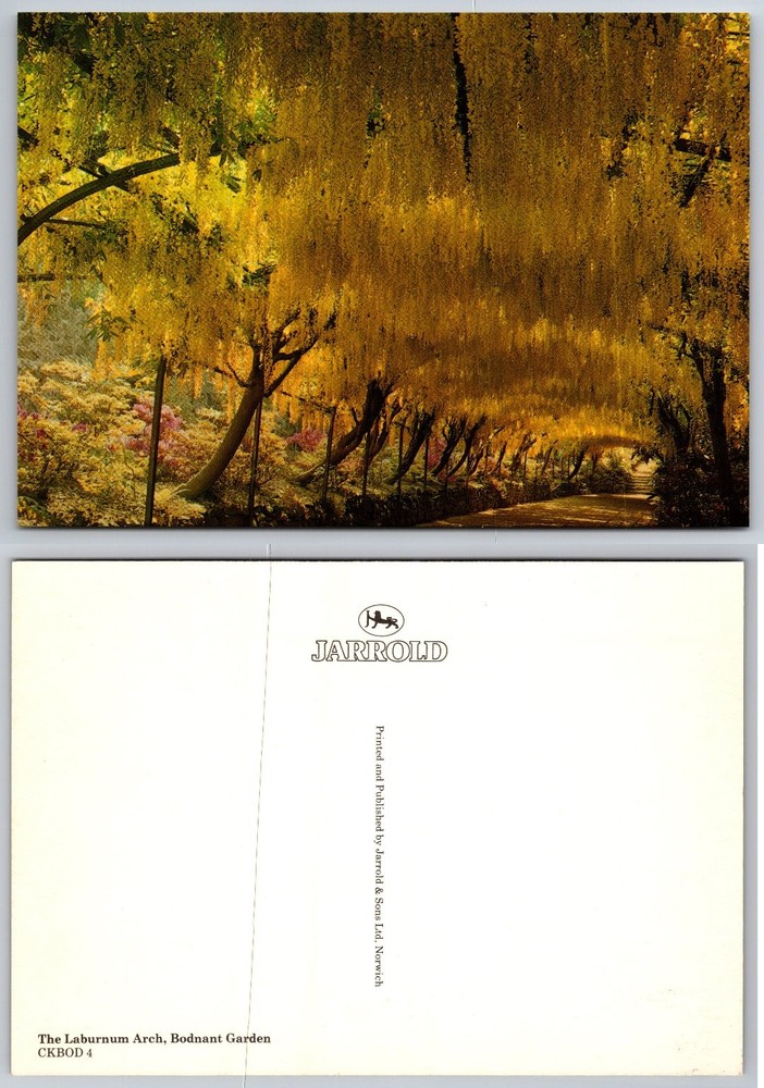 Bodnant Garden Laburnum Arch Postcard - Jarrold - Scenic Wales UK