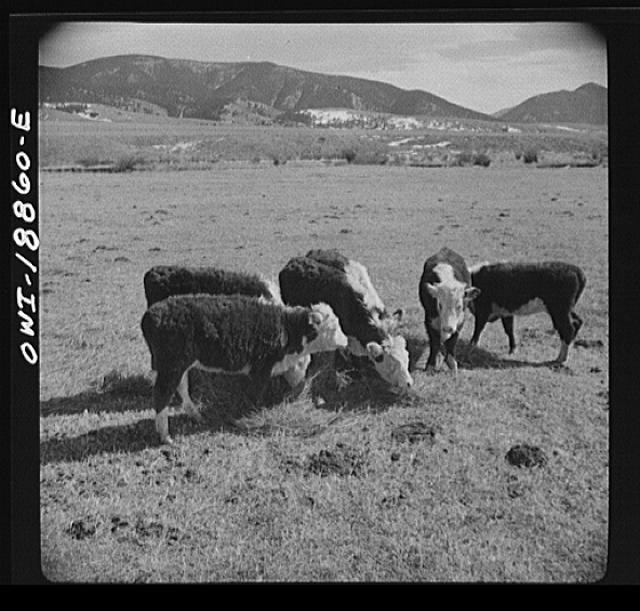 Photo:Moreno Valley New Mexico 1900s Cattle Grazing Mountain Ranch Scene