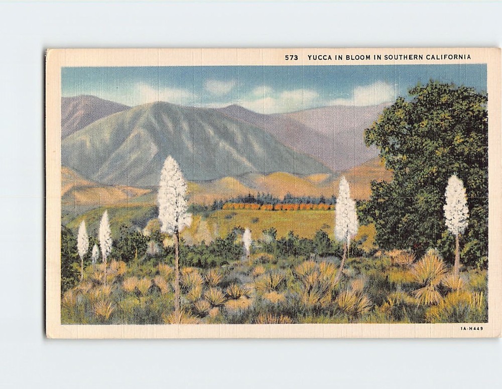 Postcard Yucca In Bloom In Southern California USA