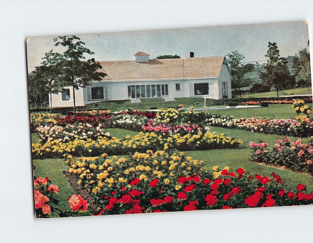 Postcard A section of the J&P Rose Garden USA