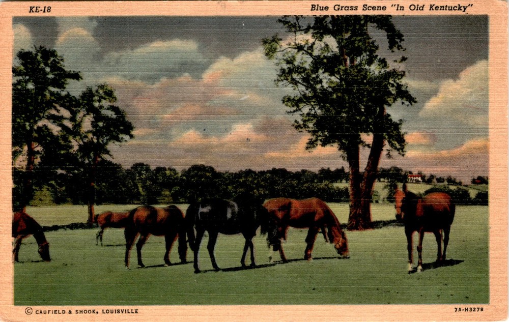 Blue Grass Scene, Old Kentucky, Caufield & Shook, Louisville, Postcard