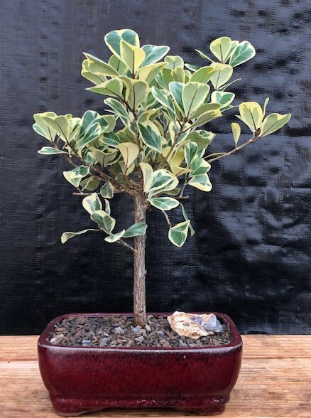 Ficus Bonsai Tree Live Variegated Exotic Home Office Indoor Plant 13'' Tall