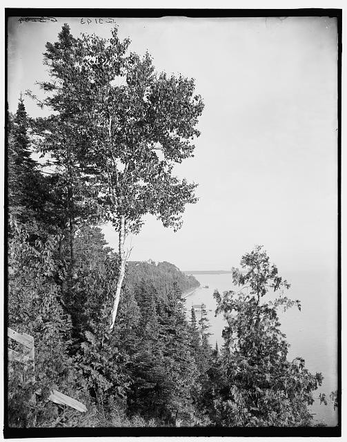 Photo:Mackinac Island Michigan 1900s Lone Birch Lake Huron Trees