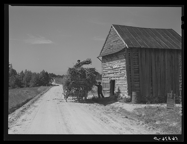 Caswell County North Carolina 1940 Corn Stalks in Tobacco Barn for Fodder