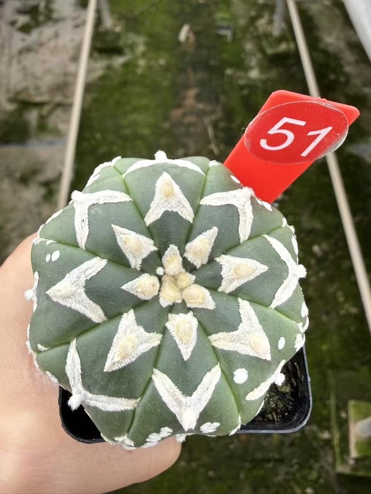 Astrophytum asterias Superkabuto V type succulent plants seedgrowth WYSIWYG 51#