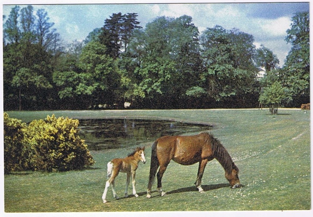 Postcard Mare & Foal Lyndhurst New Forest England UK