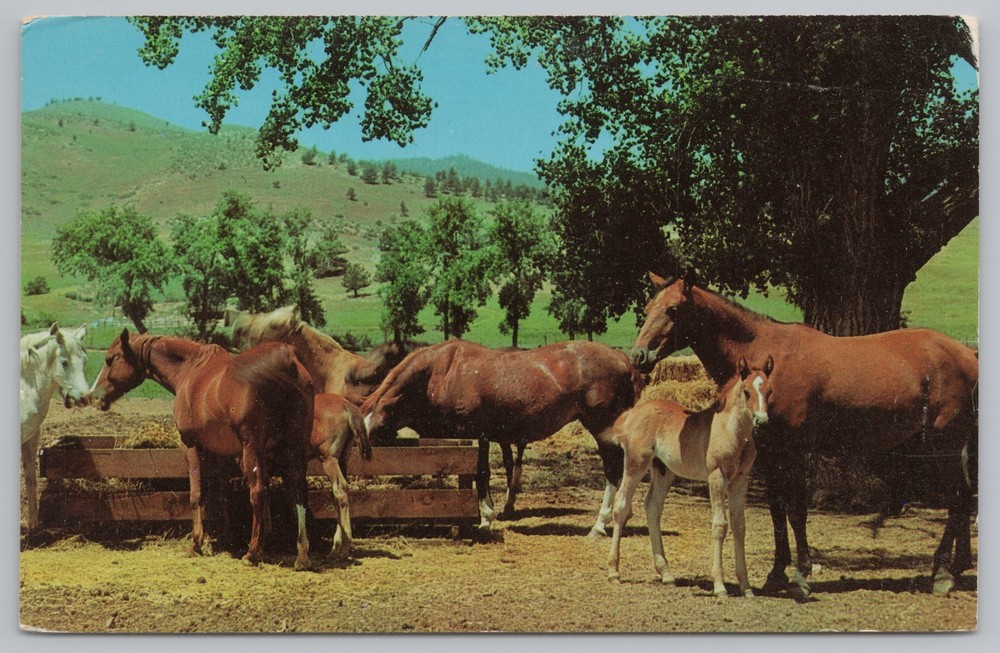 Spring Scene At Horse Ranch~Horses At Food Trough~Mare & Colt~Vintage Postcard