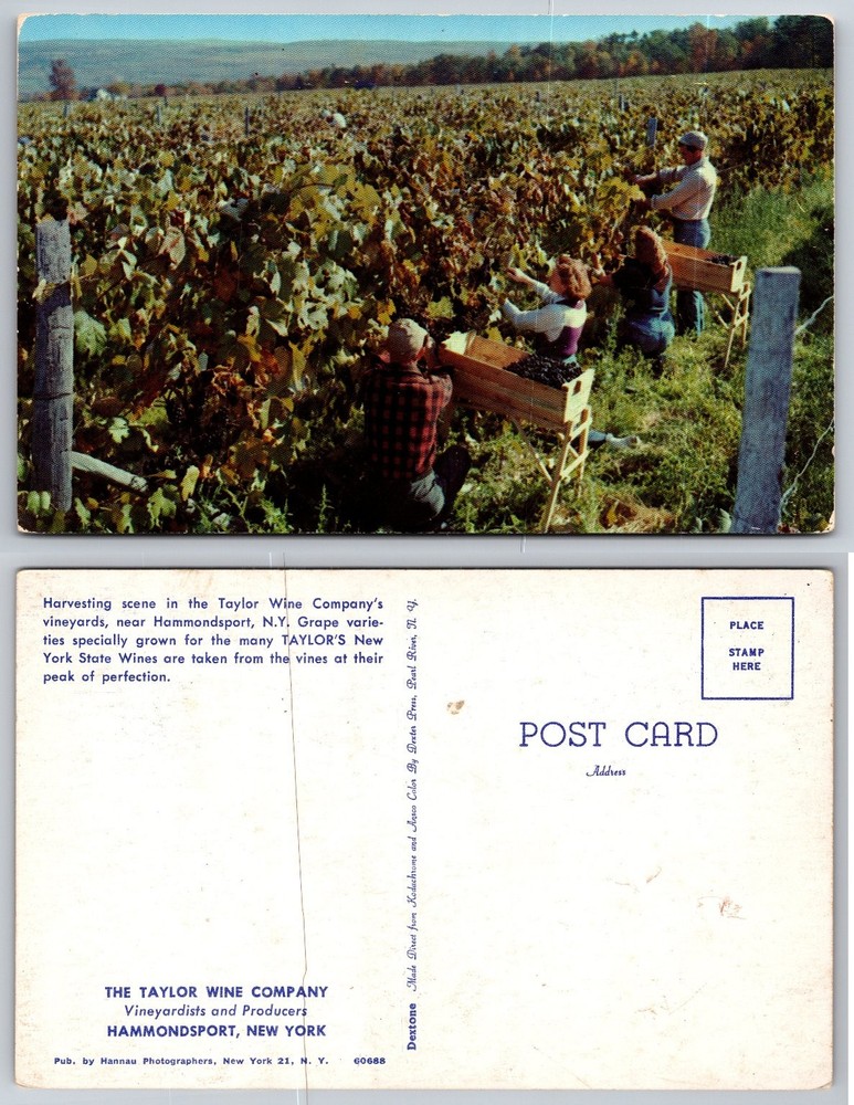 Taylor Wine Co Vineyard Hammondsport NY Grape Harvest Dextone Postcard