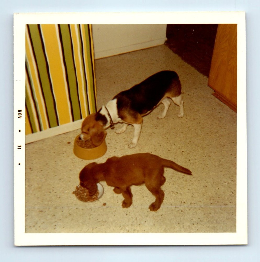 Old Vintage Square Color Photo ADORABLE DOGS EATING FROM BOWL BEAGLE 1971