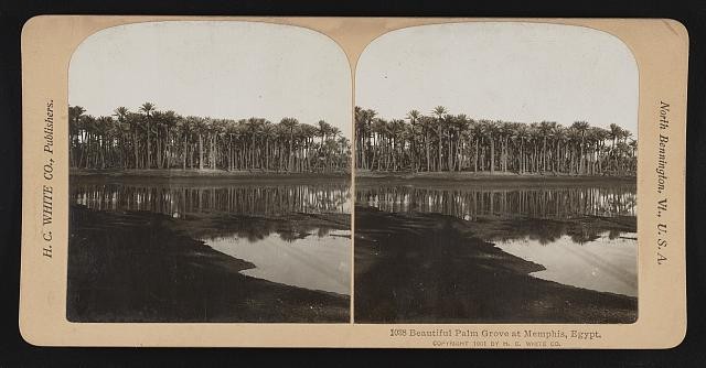 Photo:Beautiful palm grove at Memphis, Egypt