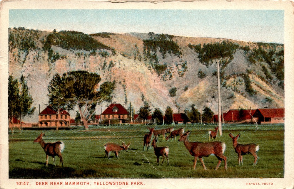 DEER, MAMMOTH, YELLOWSTONE PARK, J. E. HAYNES, Postcard