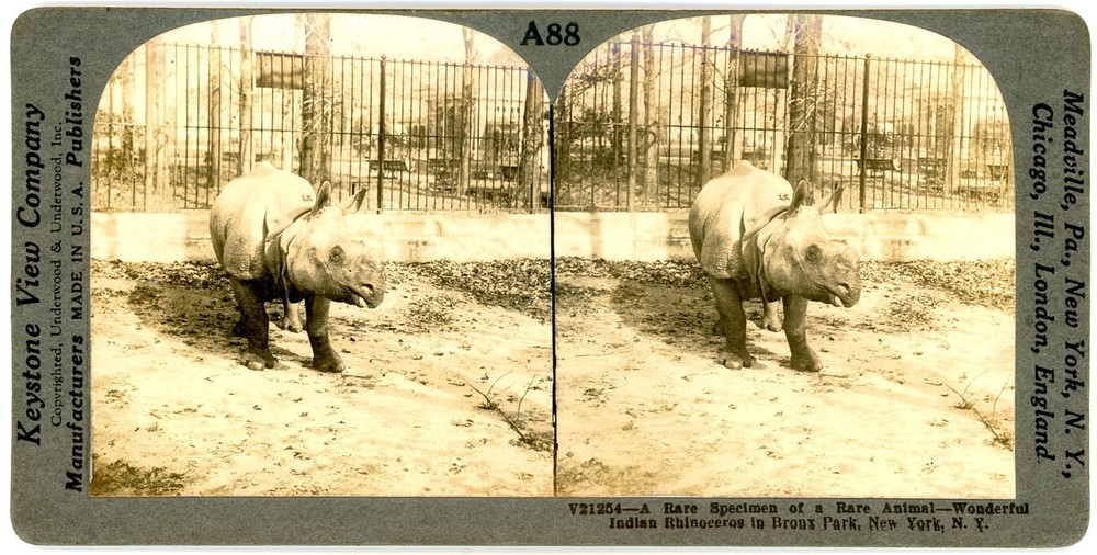 NEW YORK CITY SV - Bronx Park - Rhinoceros - Keystone 1920s