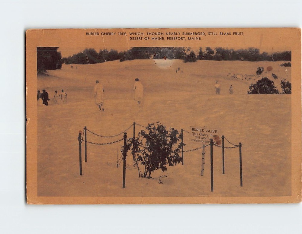 Postcard Buried Cherry Tree Desert Of Maine Freeport USA