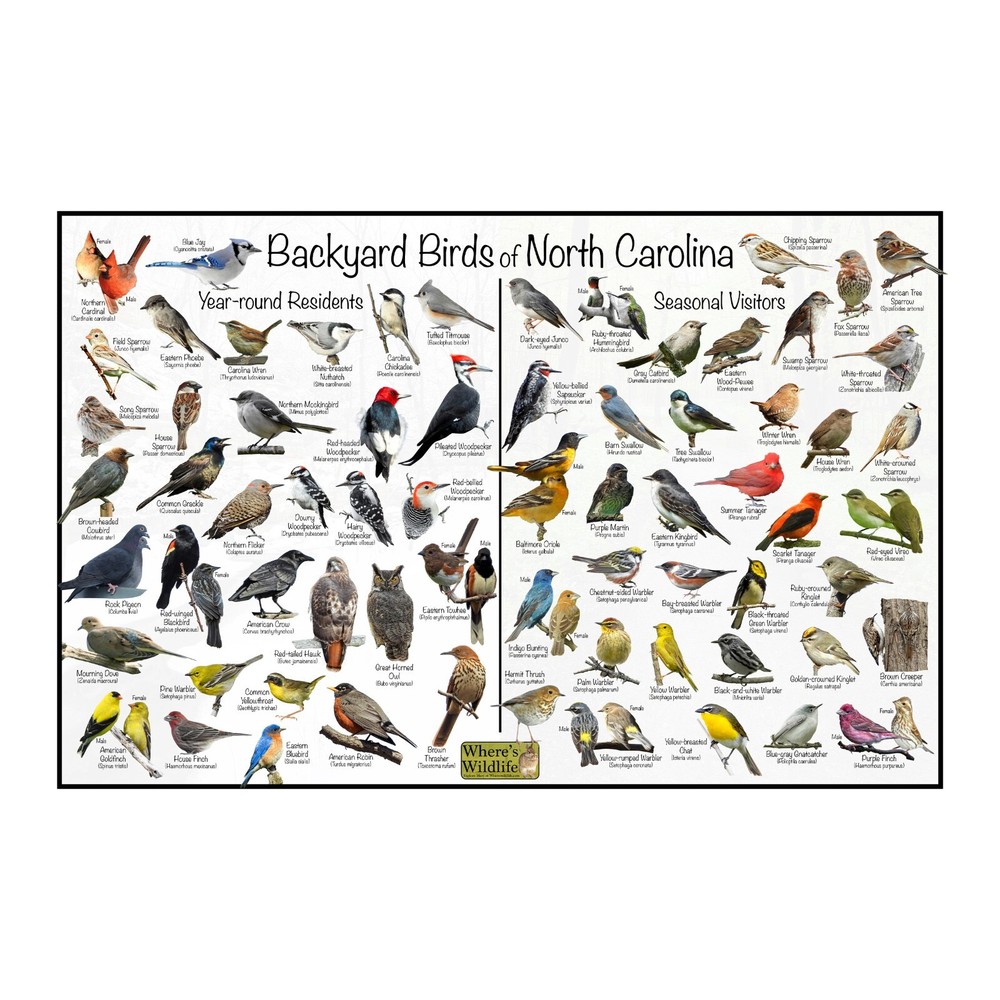 Backyard Birds of North Carolina Bird Identification Nature Poster