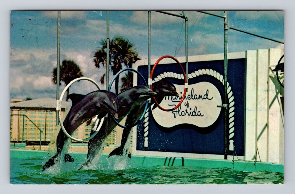 Marineland FL-Florida, Porpoises at Marineland, Vintage Postcard