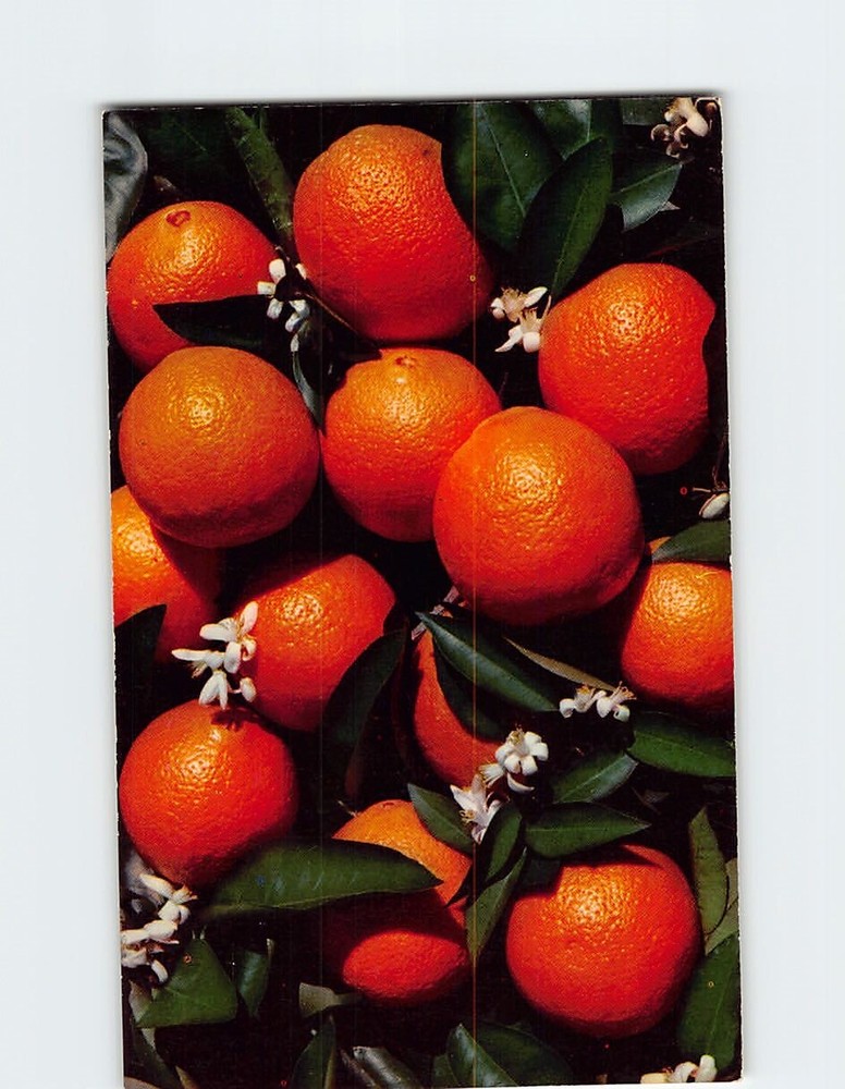Postcard Branch of an Orange Tree Blooming & Bearing Fruit