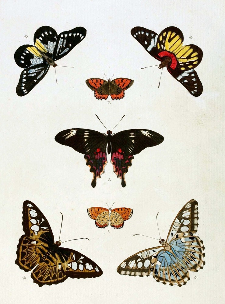 5938.Butterflies.animals.nature.POSTER.Decoration.Graphic.Science biology class.