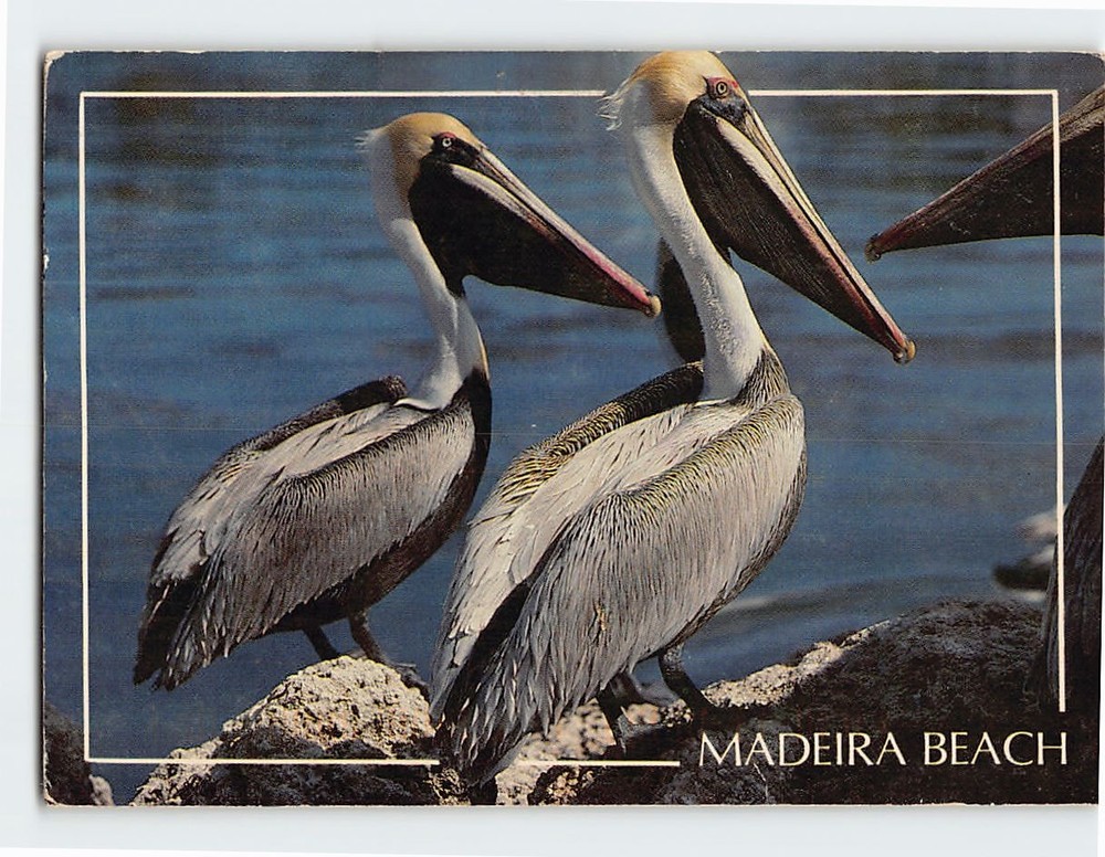 Postcard Florida Brown Pelicans Madeira Beach Florida USA