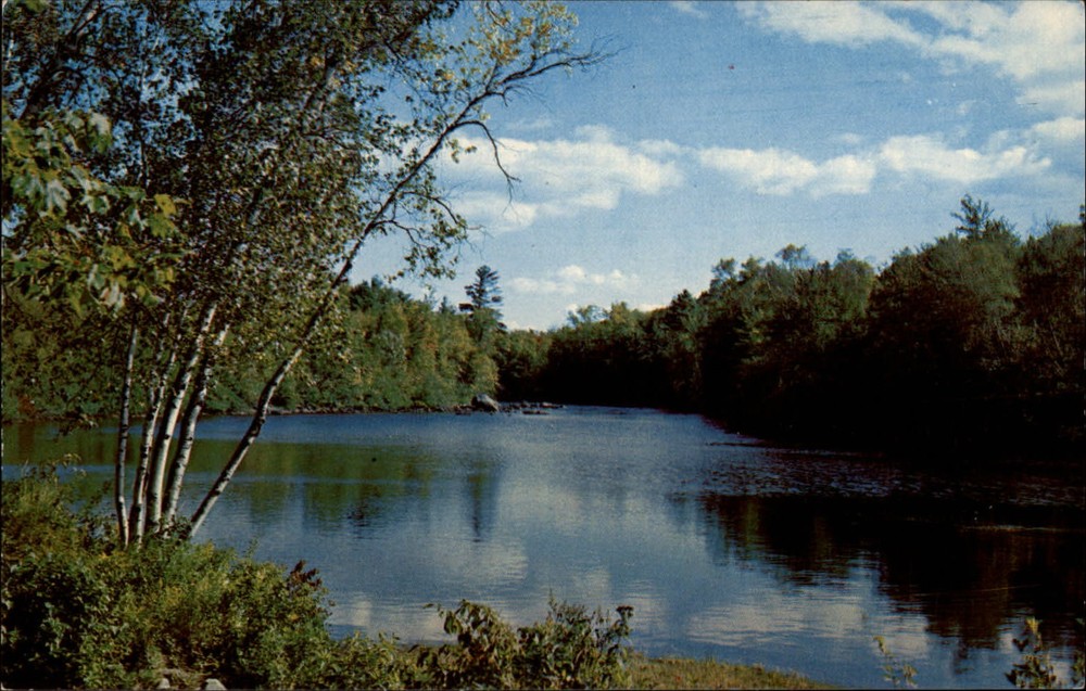 Greetings from Hammonds Bay Ocqueoc Michigan white birch ~ 1950s-60s postcard