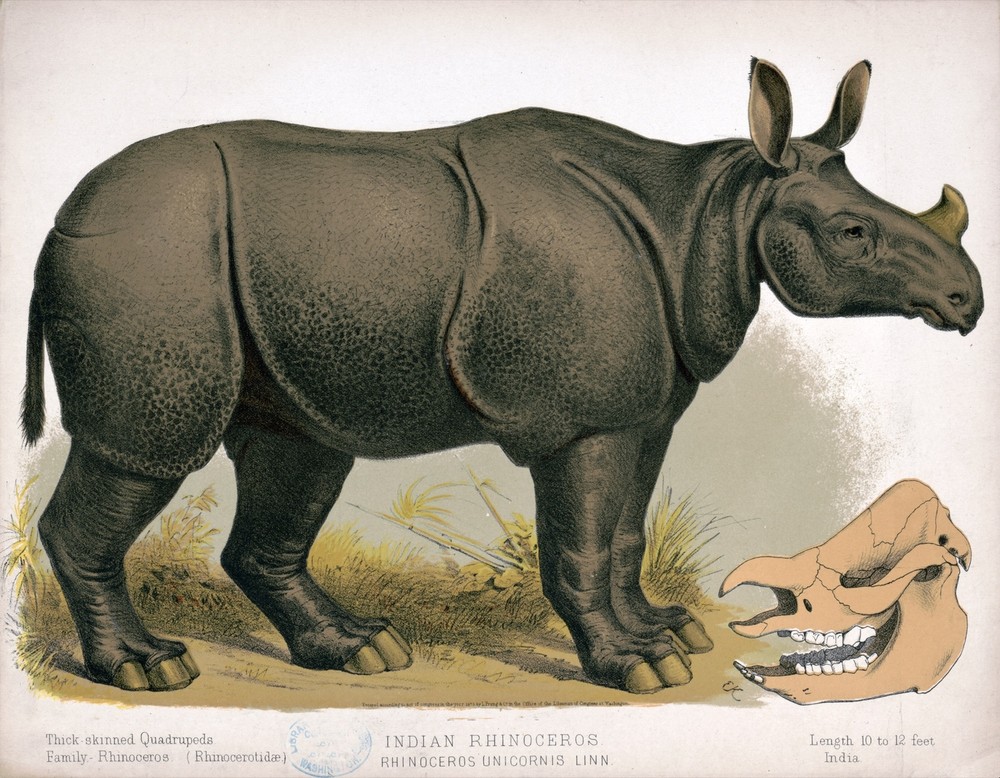 9585.Decoration Poster.Room Wall art.Home decor.Rhinoceros.Science.Wild Nature