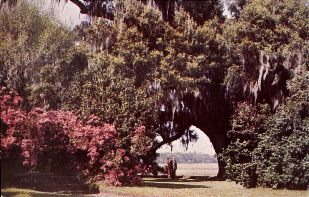Great Oak with view of Ashley River~Middleton Gardens~Charleston SC~1960s