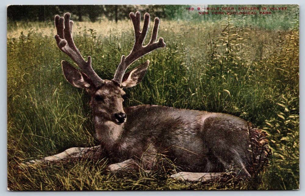 Animals~New York Zoological Park~Mule Deer W/ Antlers In Velvet~Vintage Postcard
