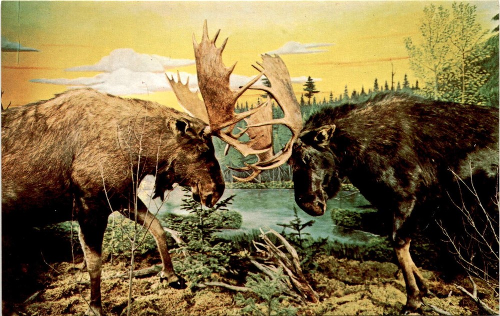 Call of the Wild Museum, Gaylord, Michigan, Freeway 1-75, silver-blue Postcard