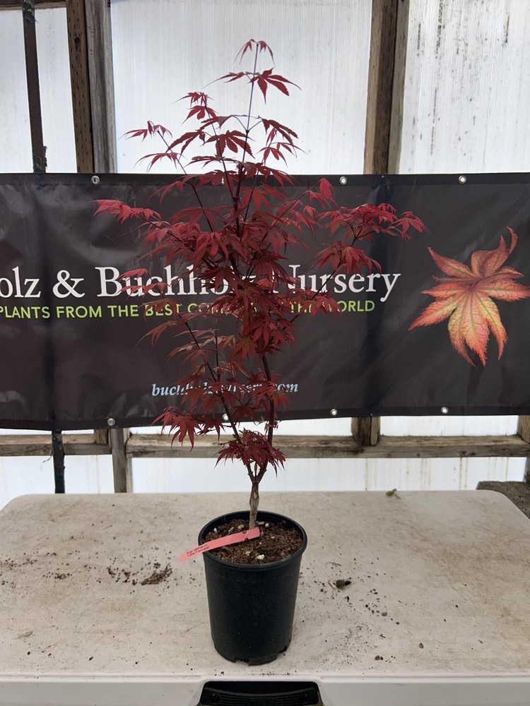 Acer palmatum 'Little Francisco' Dwarf Japanese Maple 1 Gallon-image
