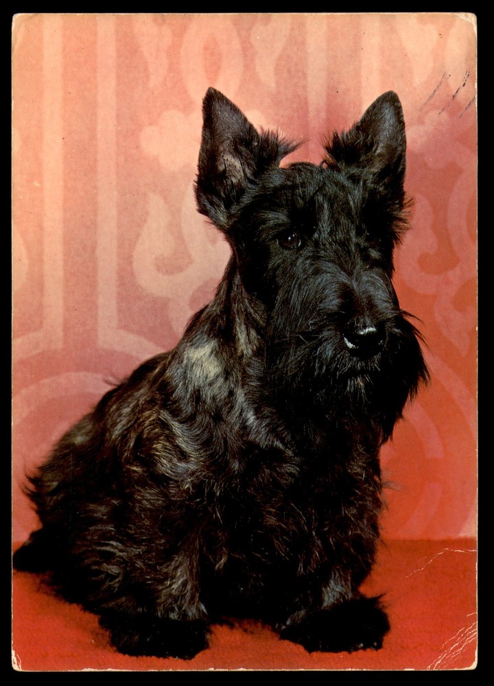 Postcard Black Scottish Terrier
