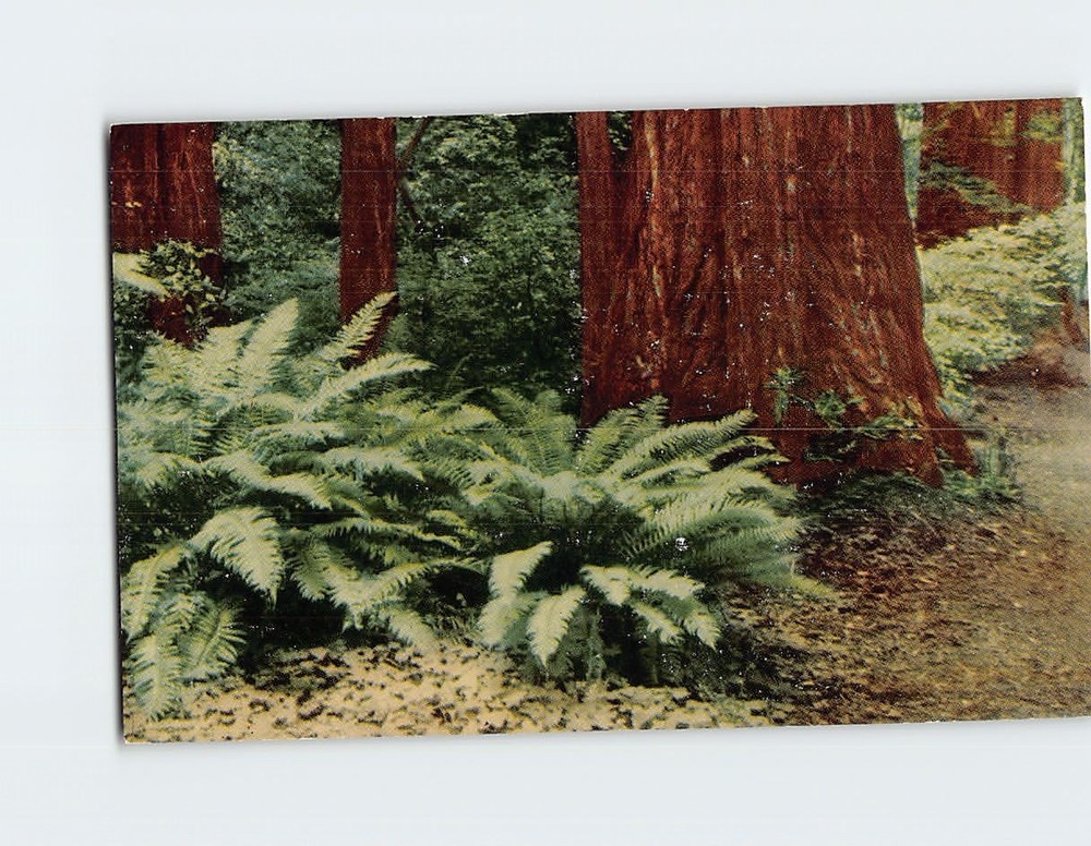 Postcard Giant Sword Ferns Muir Woods National Monument California USA