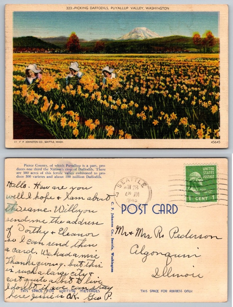 Vintage Postcard Picking Daffodils Puyallup Valley WA Mt Rainier 1940s Linen