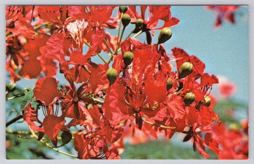 Flame Tree Flower Postcard US Naval Base Guantanamo Bay Cuba Chrome