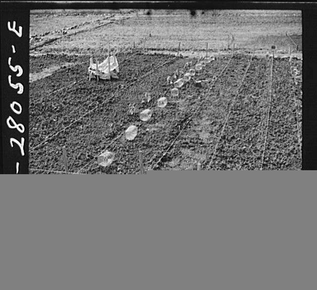 Photo:Washington DC 1940s Victory Garden Northwest Section