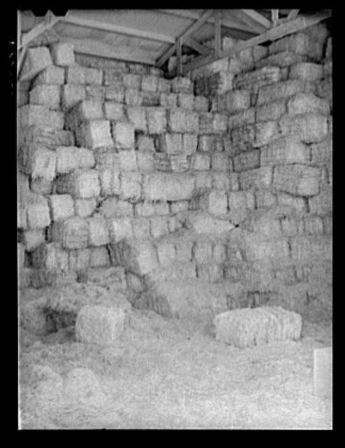 Casa Grande Valley Farms,Arizona,Pinal County,AZ,Farm Security Administration