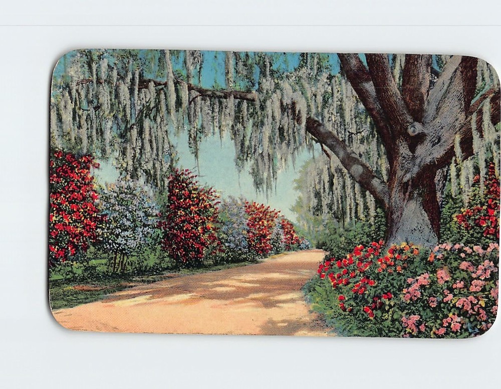 Postcard Bougainvillea And Azaleas In Florida USA