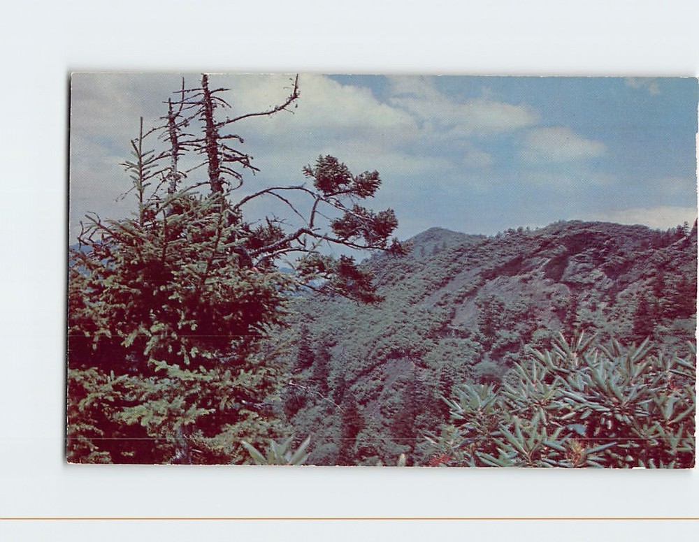 Postcard Trail to Alum Cave Bluffs Great Smoky Mountains National Park Tennessee