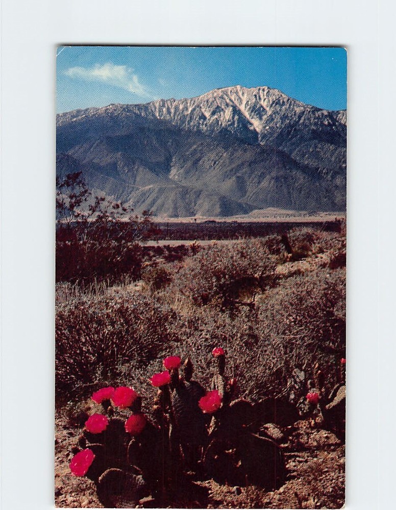Postcard Gaudy Blossoms of Beavertail Cactus punctuate the pastel desert scene.