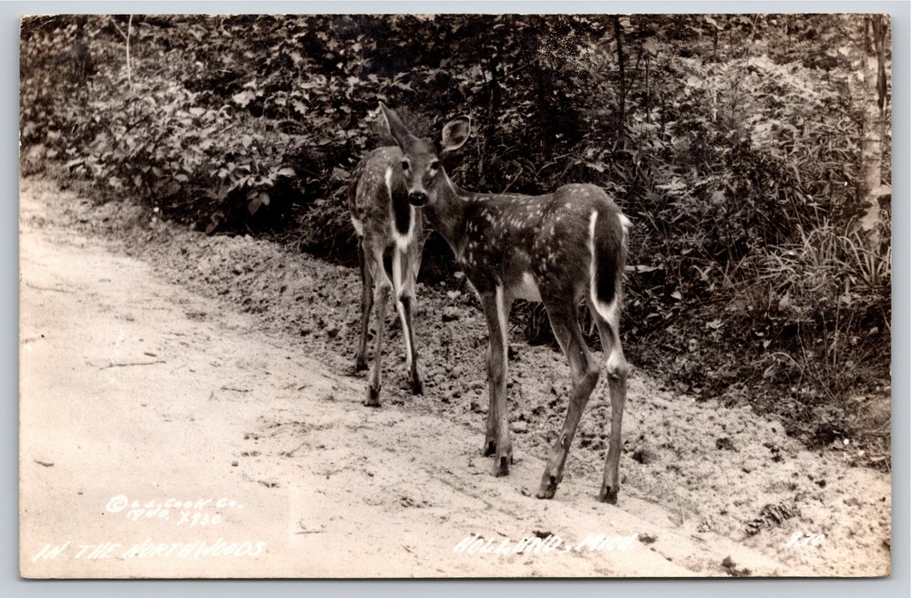 RPPC~Deer IN Northwoods Holland Minnesota~Real Photo Postcard
