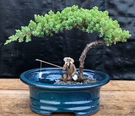 Juniper Bonsai Tree Live Dwarf Land Water Pot Small Feng Shui Exotic Plant 7