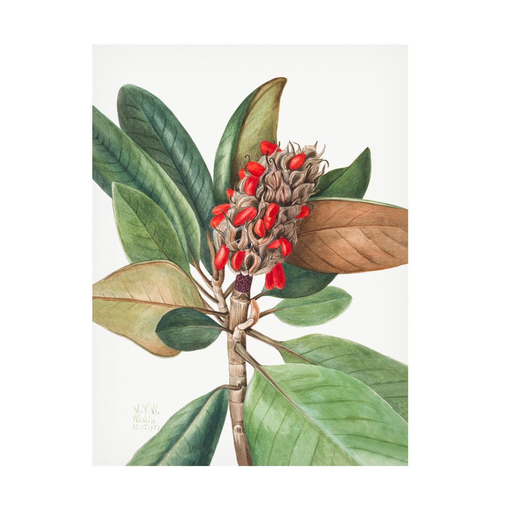 Southern Magnolia Canvas Wall Art by Mary Vaux Walcott for Living Room Decor